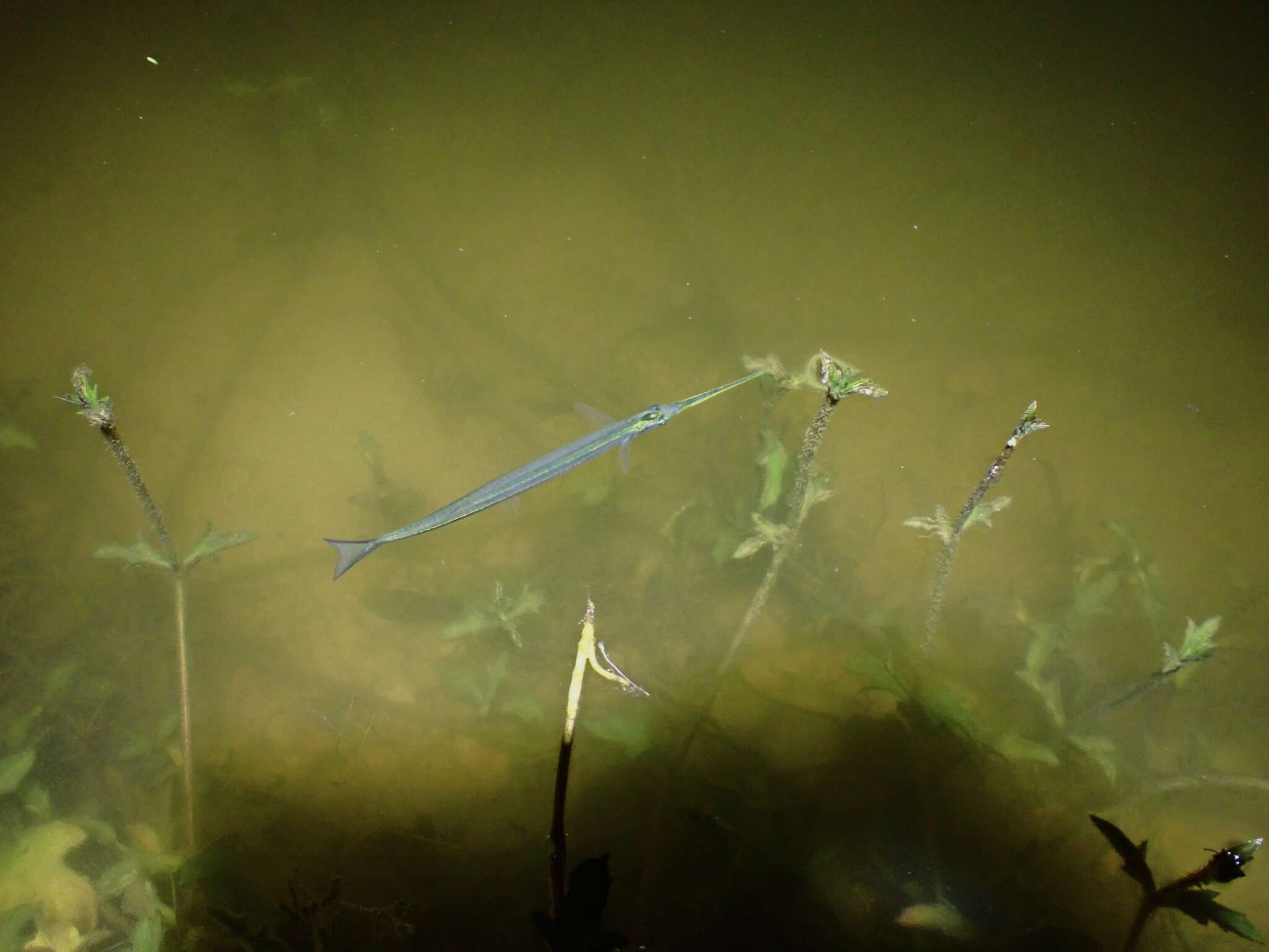 Image of Asian pencil halfbeak