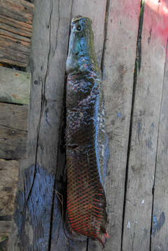 Image of Arapaima