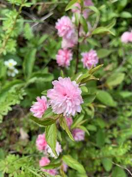 Image de Prunus glandulosa C. P. Thunb. ex A. Murray