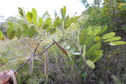 Слика од Millettia richardiana (Baill.) Du Puy & Labat