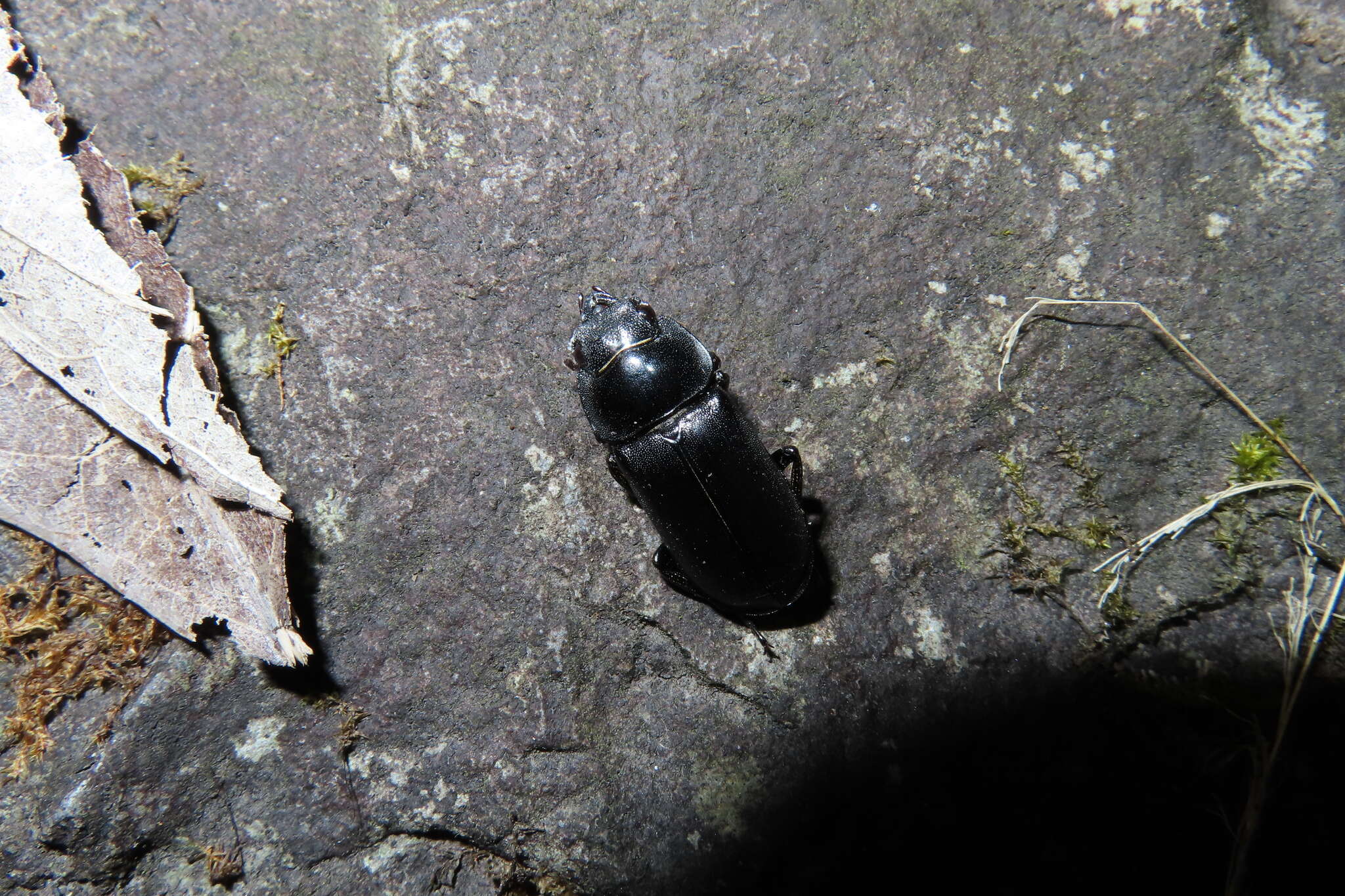 Plancia ëd Falcicornis tenuecostatus mochizukii (Miwa 1937)