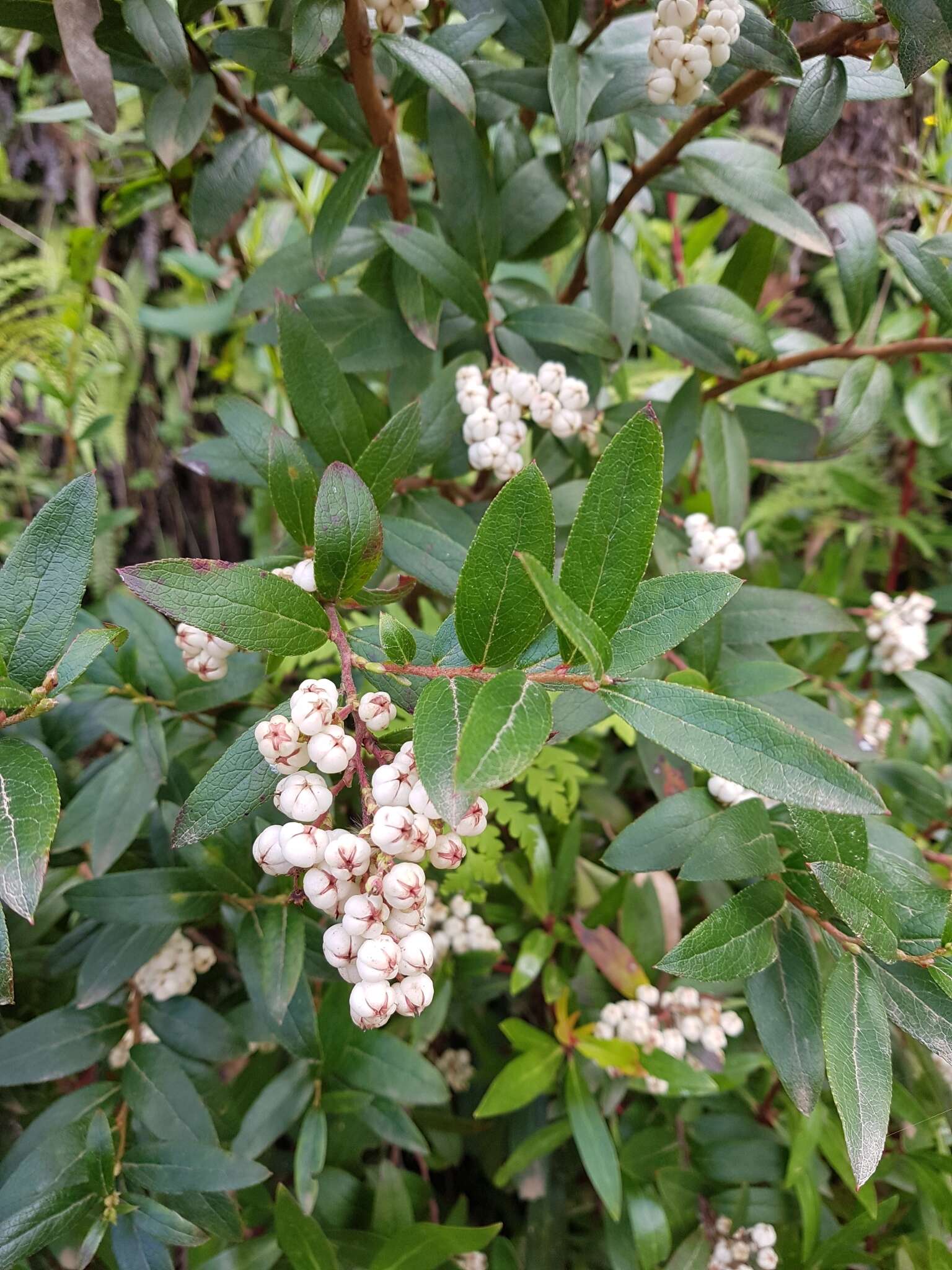 Image de Gaultheria appressa A. W. Hill