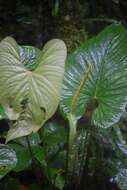 Anthurium ochranthum K. Koch resmi