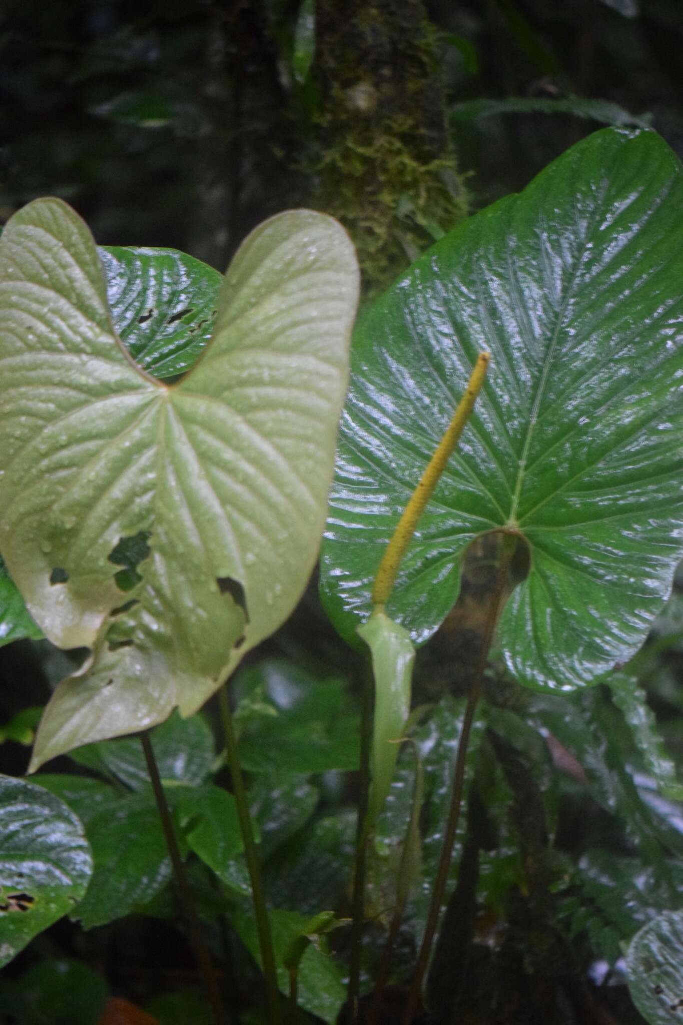 Anthurium ochranthum K. Koch resmi