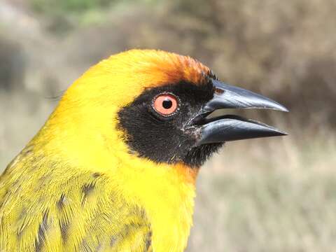 Image of Vitelline Masked Weaver