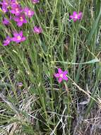 Image of Buckley's Mountain-Pink