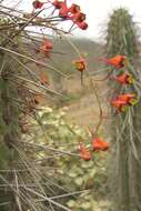 Image of Tropaeolum tricolor Sw.