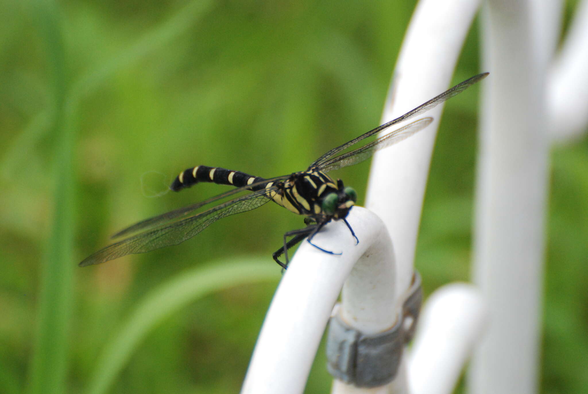 Image of Sieboldius albardae Selys 1886