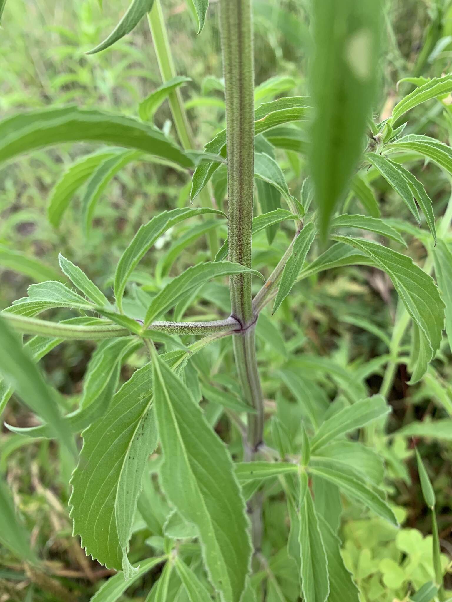 Monarda citriodora var. citriodora resmi