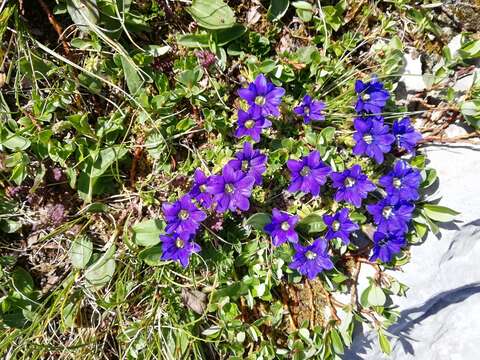 Image of Gentiana pyrenaica L.