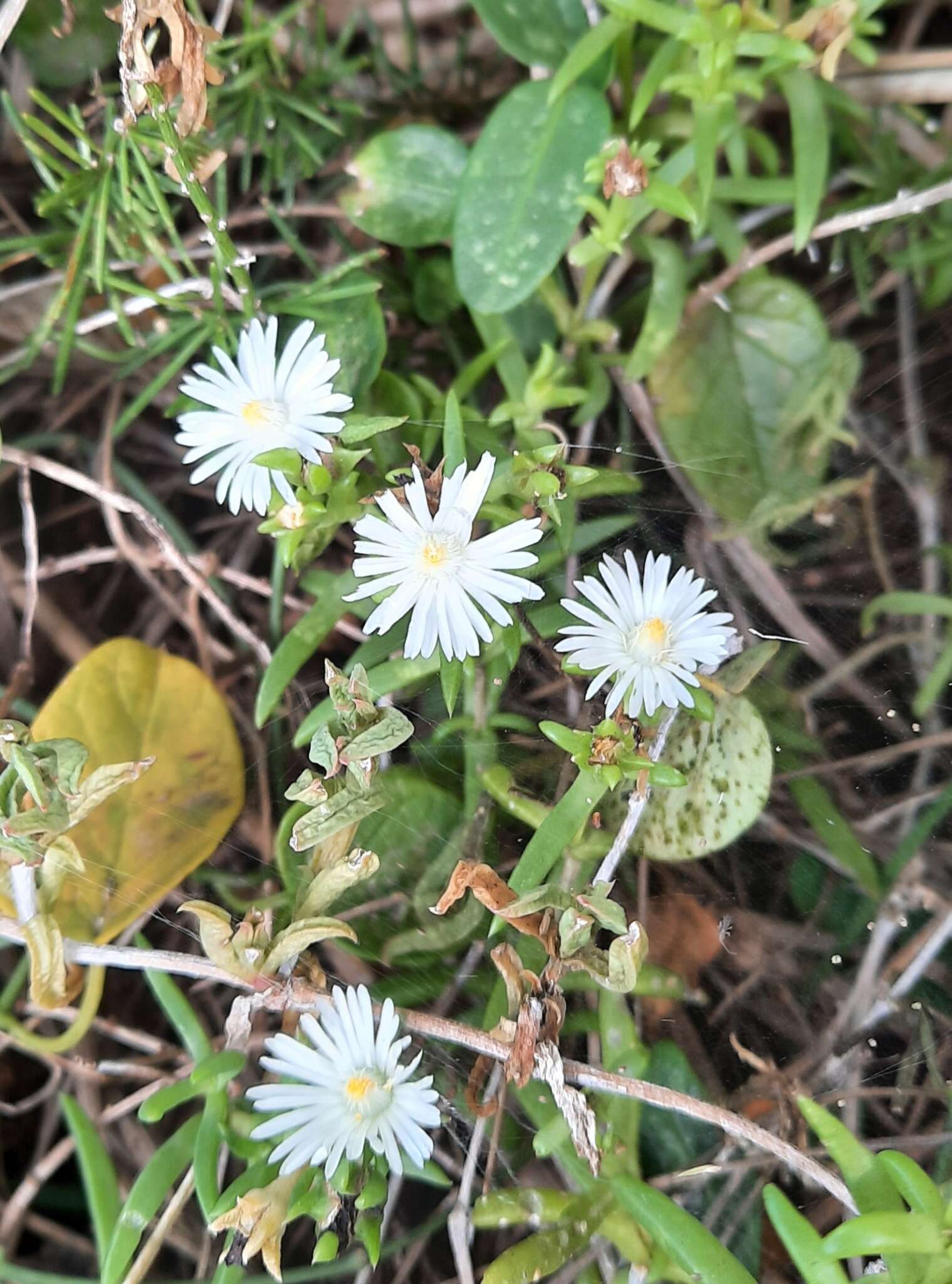 Imagem de Delosperma uncinatum L. Bol.