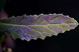 Image of Stigmella ogygia (Meyrick 1889) Dugdale 1988