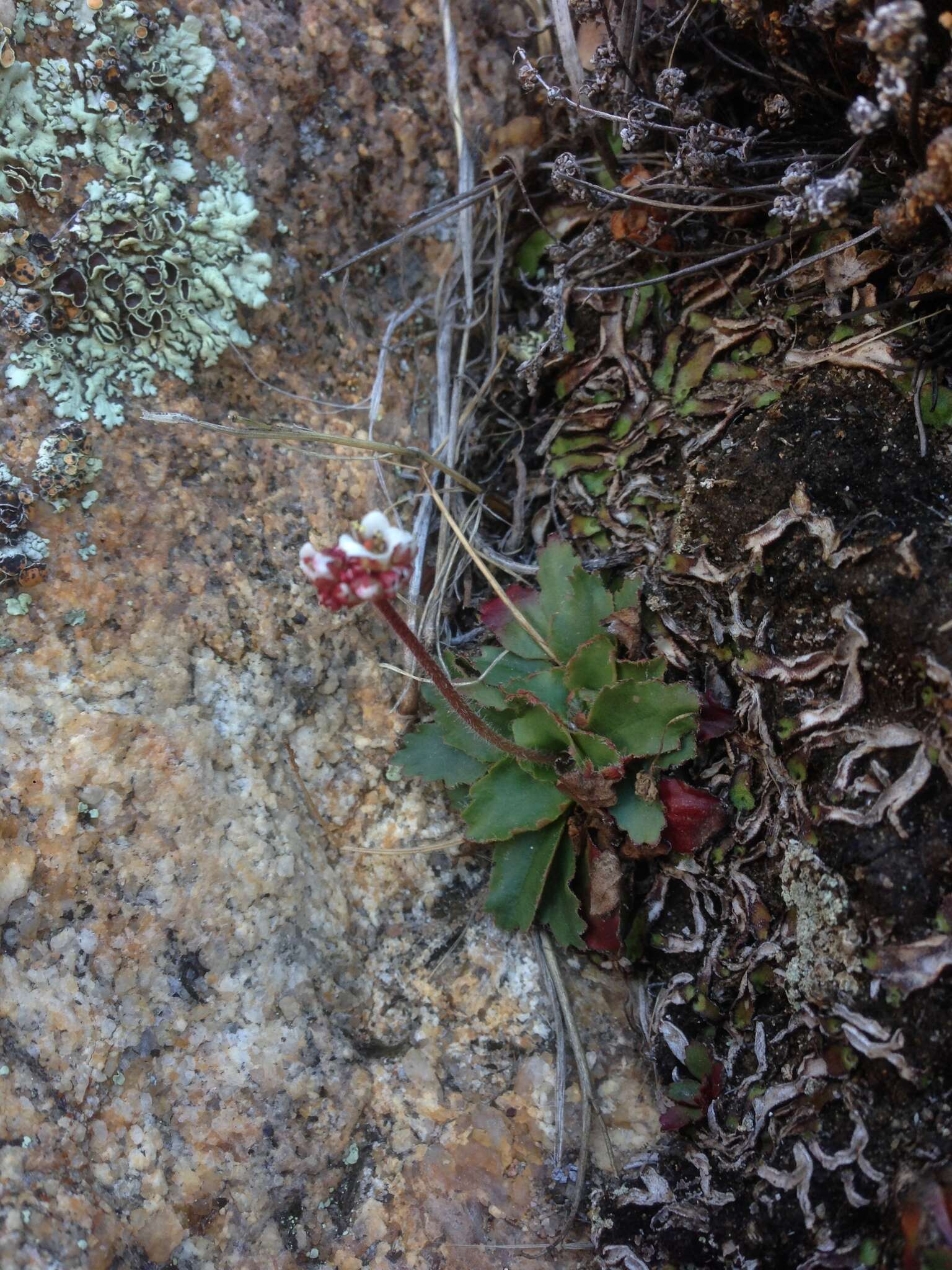 Plancia ëd Micranthes eriophora (S. Wats.) Small