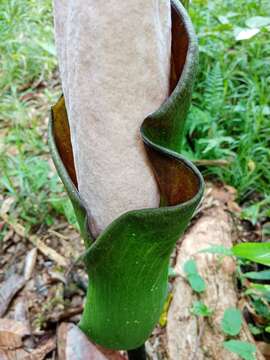 Amorphophallus hewittii Alderw. resmi