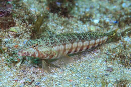 Image of White-streaked sandperch