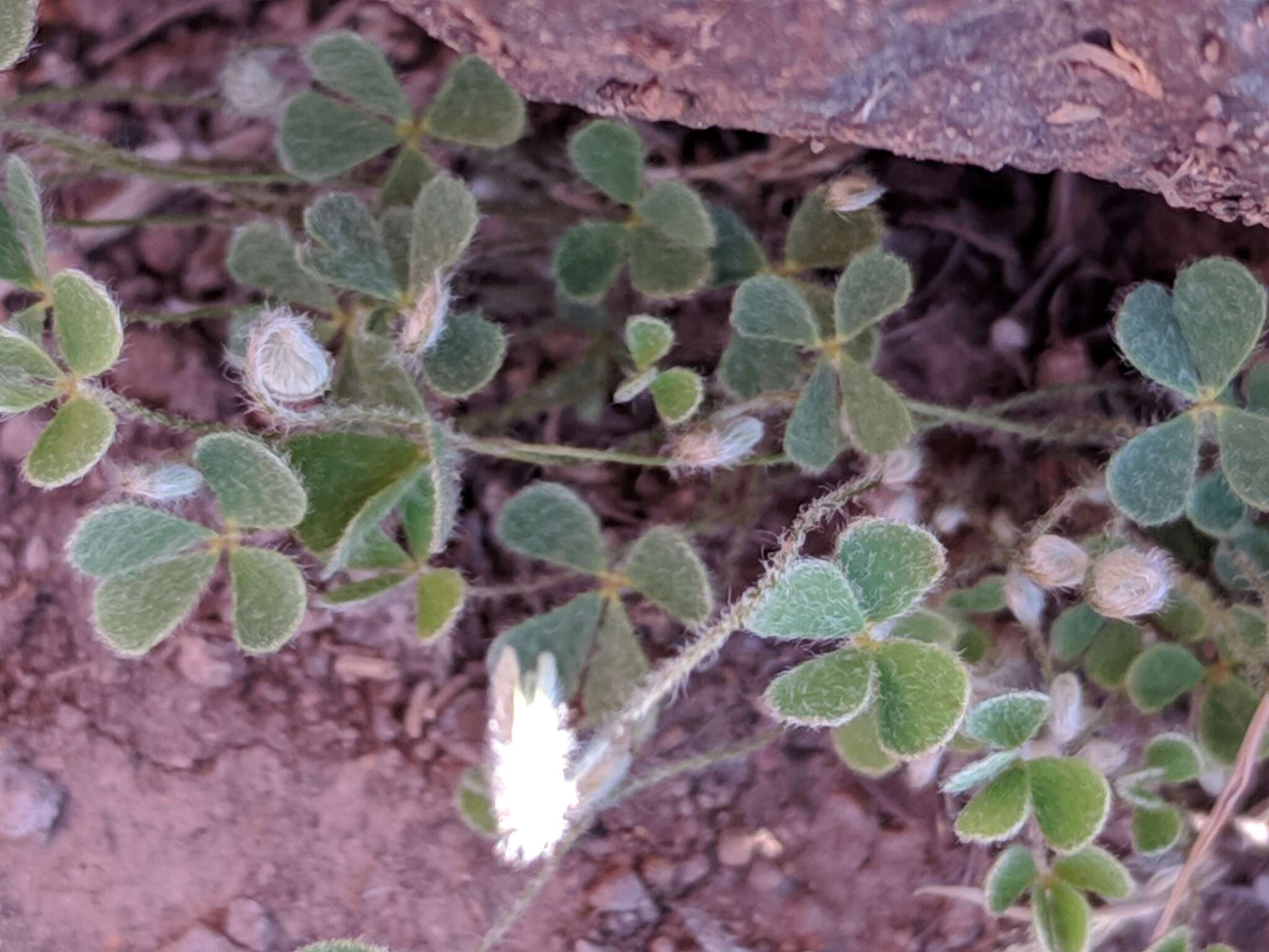 Plancia ëd Marsilea mollis B. L. Rob. & Fern.