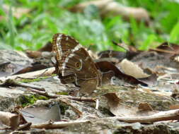 Morpho helenor achillides的圖片