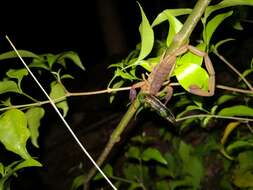 Image of Centruroides edwardsii (Gervais 1843)