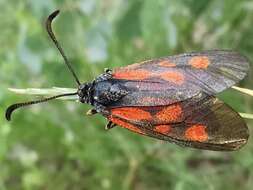 Image of Zygaena cynarae Esper 1789