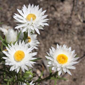 Image of Coronidium adenophorum (F. Müll.) Paul G. Wilson