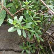 Image of Sedum quevae