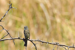 Image of White-throated Flycatcher