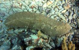 Image of Slipper coral