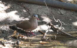 Image of Blue-spotted Dove