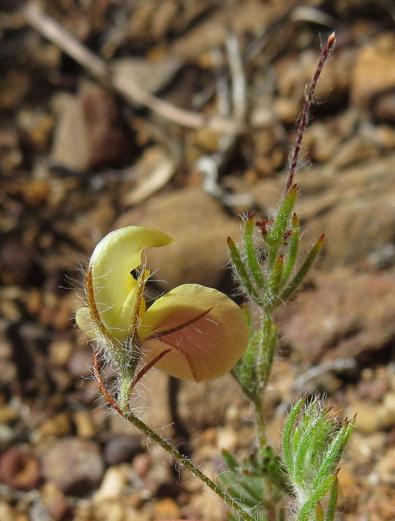 Image de Aspalathus bracteata Thunb.