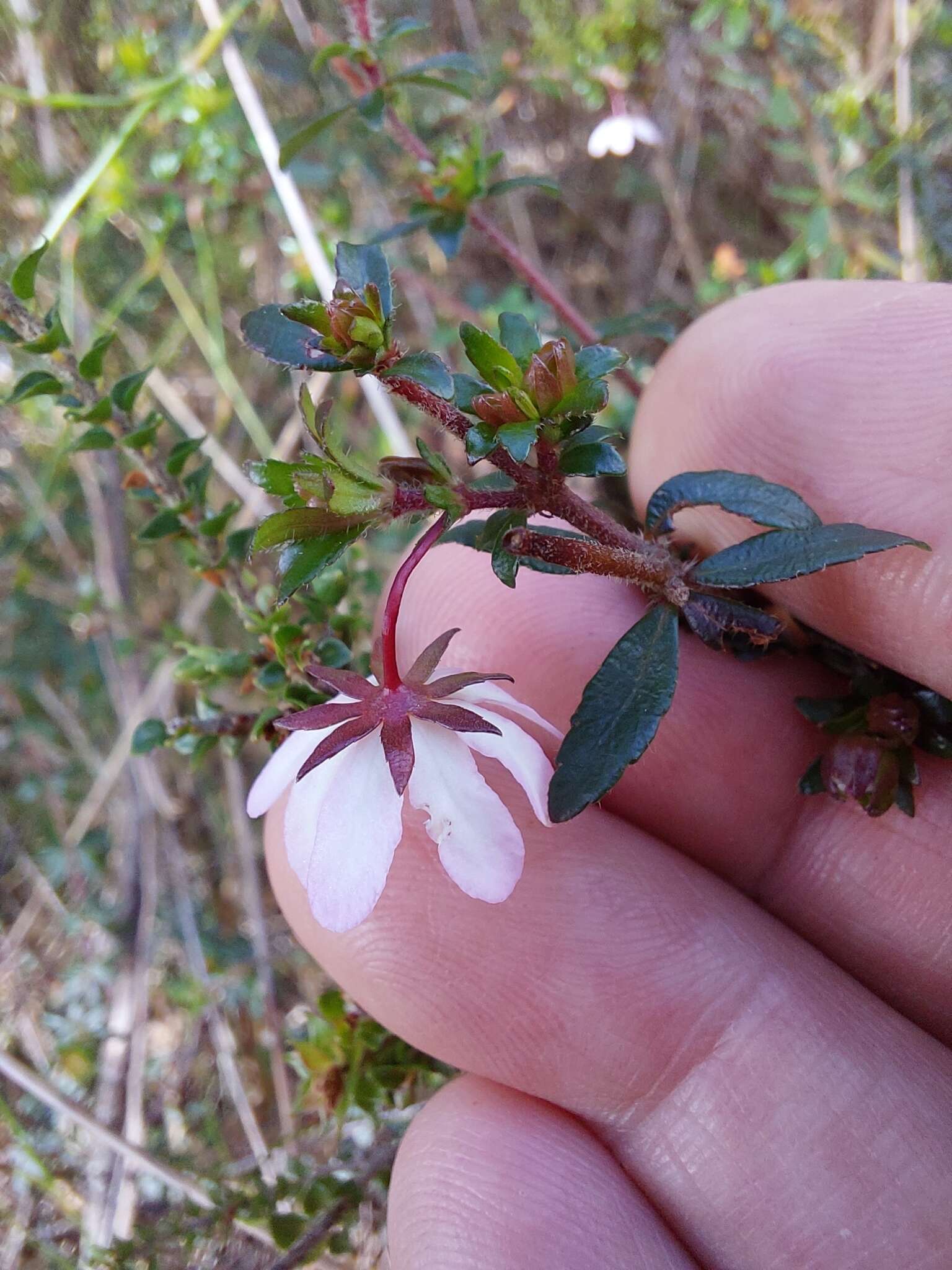 Sivun Bauera microphylla Sieber ex DC. kuva