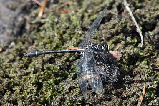 Image of Pygmy Clubtails