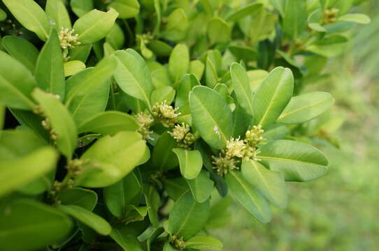 Image of Buxus liukiuensis (Makino) Makino