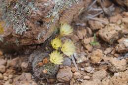 Image of Mammillaria nana Backeb. ex Mottram