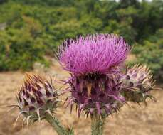 Image of Illyrian cottonthistle