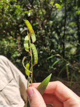 Image of Tadehagi triquetrum (L.) H. Ohashi