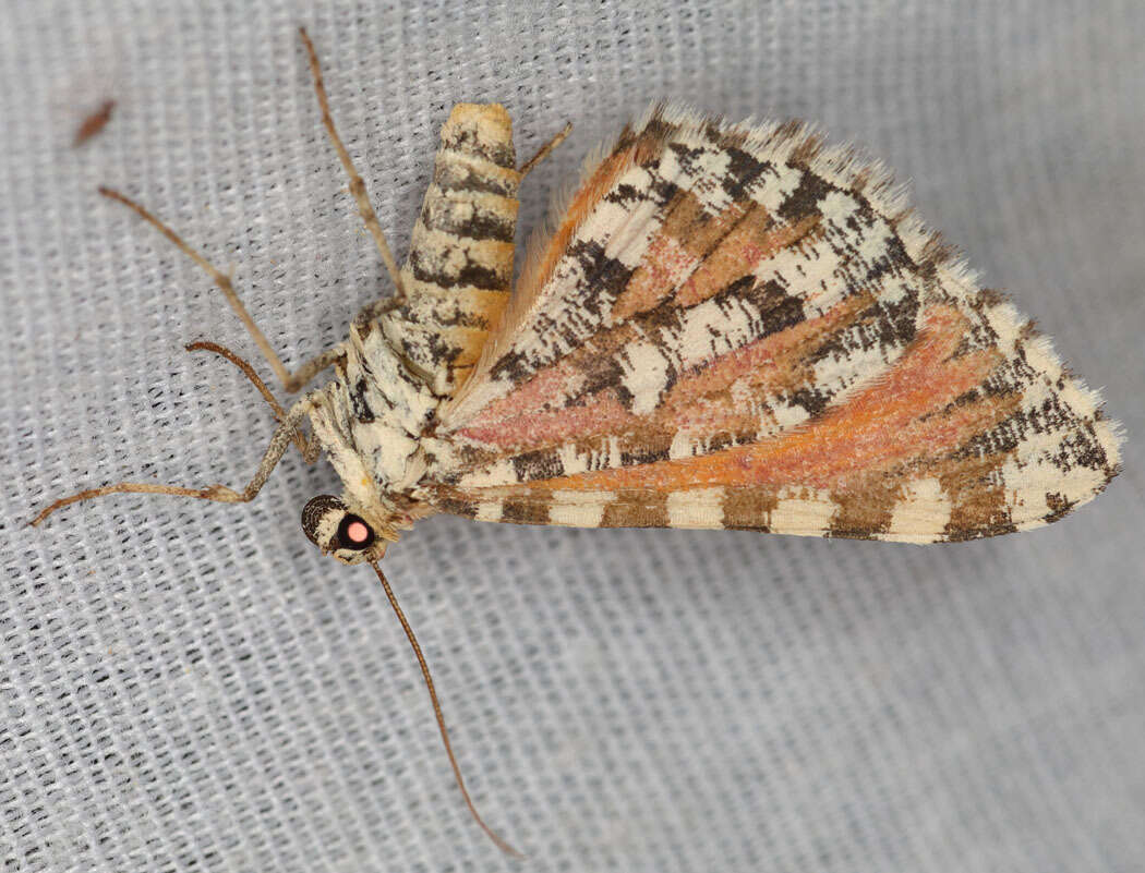 Image of Stamnodes tessellata Packard 1873