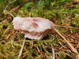 Image of Leptoporus mollis (Pers.) Quél.