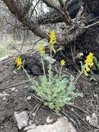 Image de Corydalis curvisiliqua subsp. occidentalis (Engelm. ex A. Gray) W. A. Weber