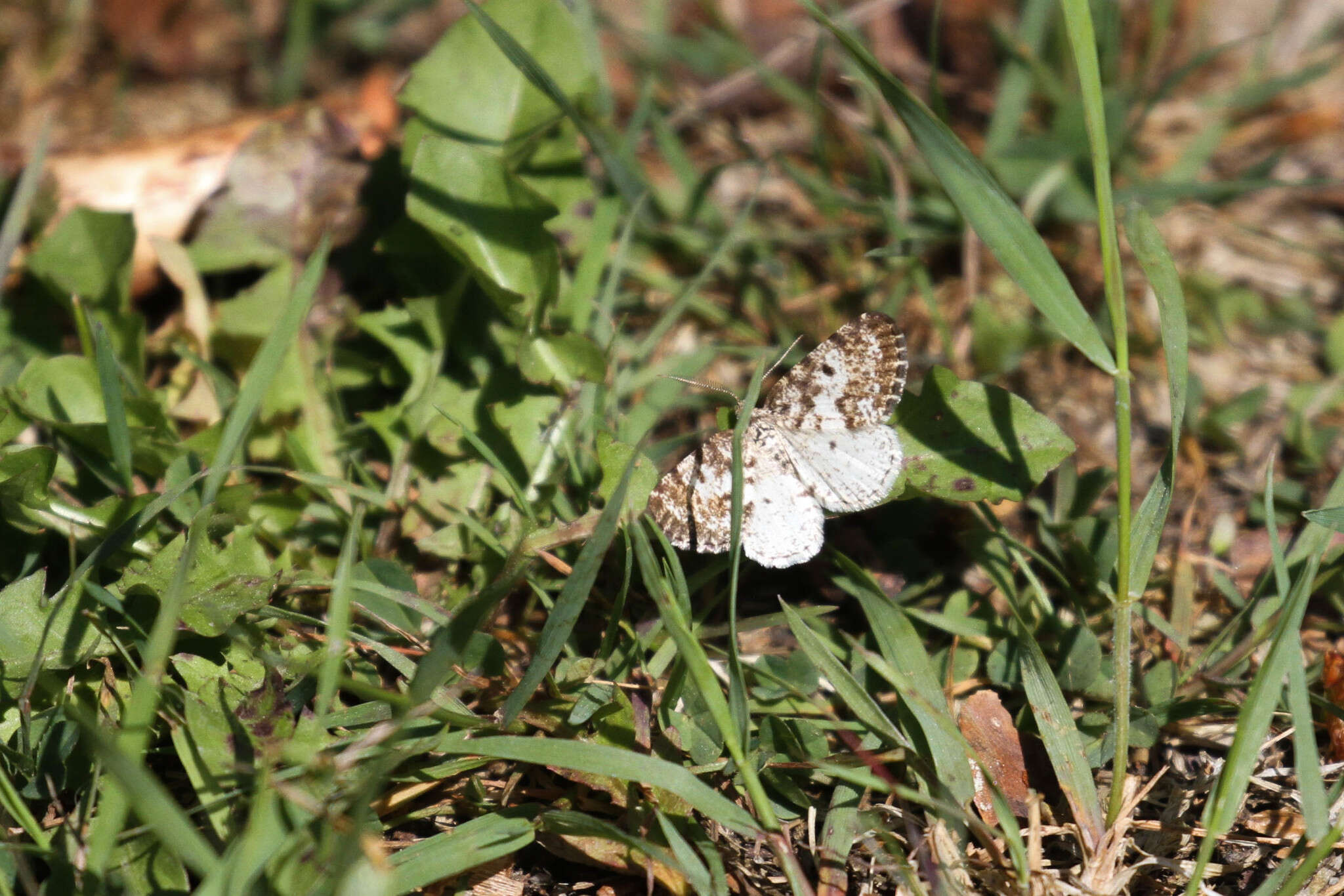 Image of Powder Moths