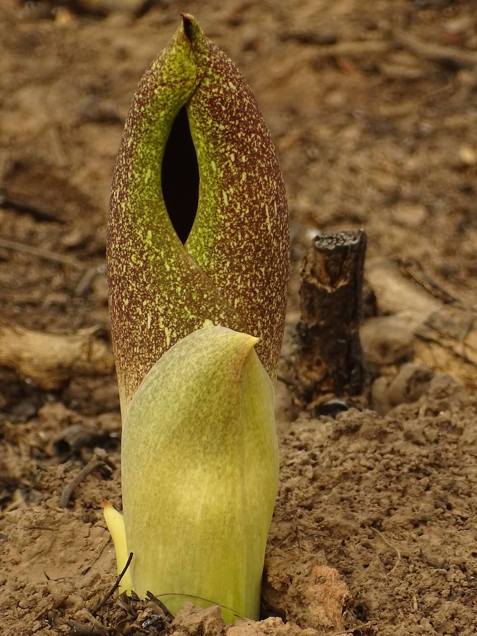 Image of Amorphophallus dracontioides (Engl.) N. E. Br.