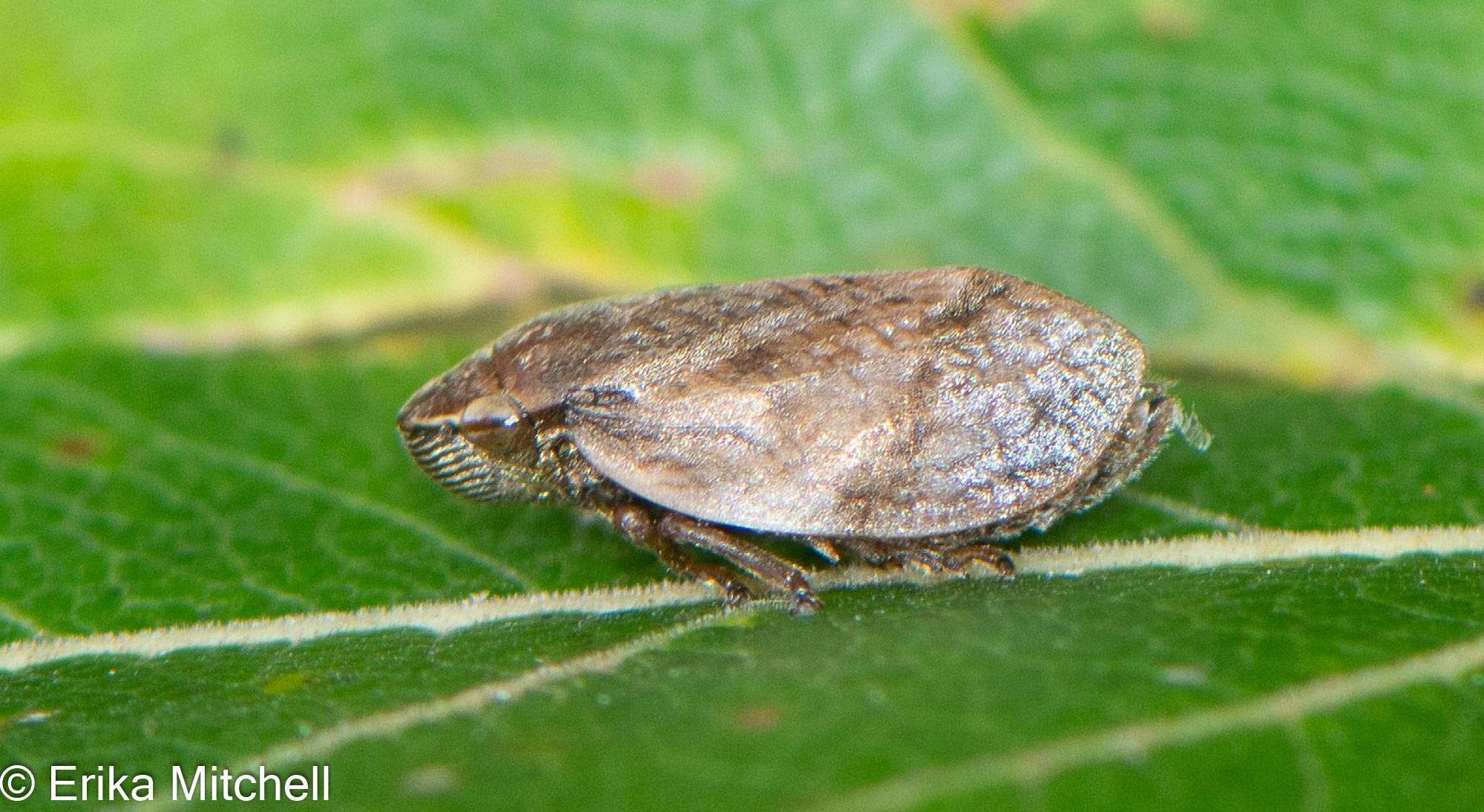 Image of Leafhopper