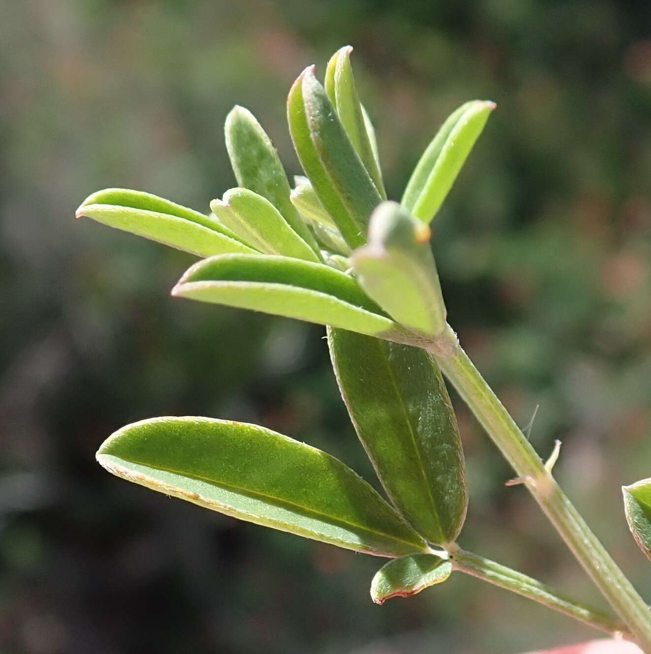 Слика од Indigofera candicans Aiton