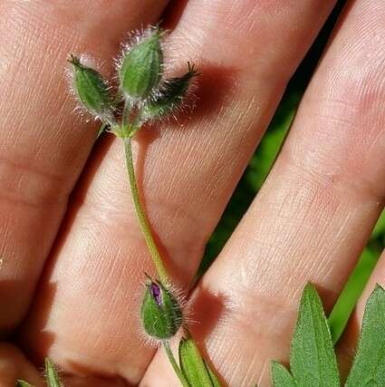 Imagem de Geranium erianthum DC.