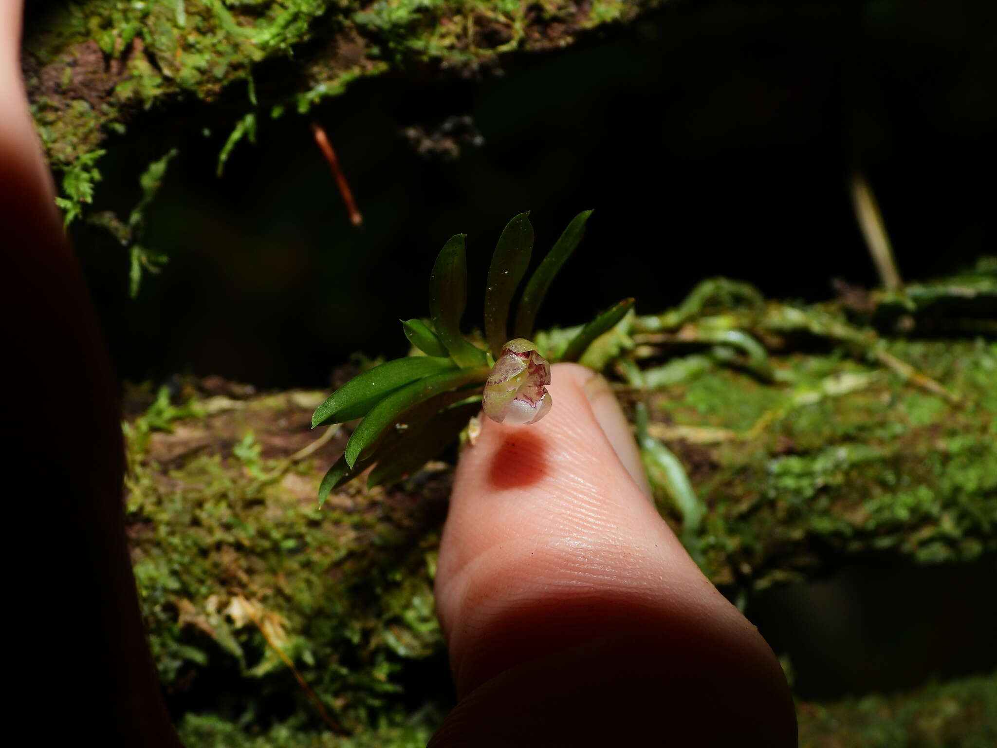 Dichaea picta Rchb. fil.的圖片