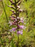 Image of dense blazing star