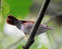 Image of Rufous-and-white Wren