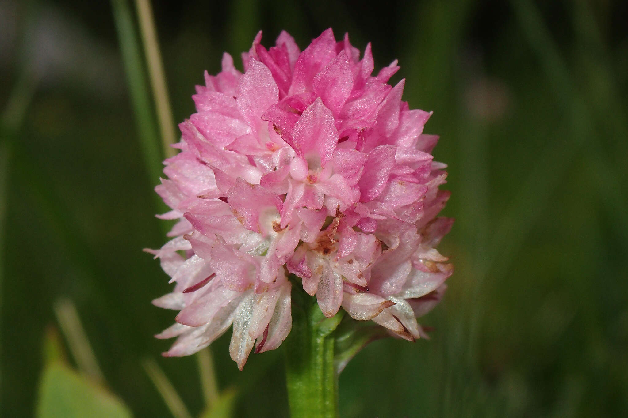 Image of Gymnadenia lithopolitanica (Ravnik) Teppner & E. Klein