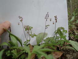 Image of Arkansas meadow-rue