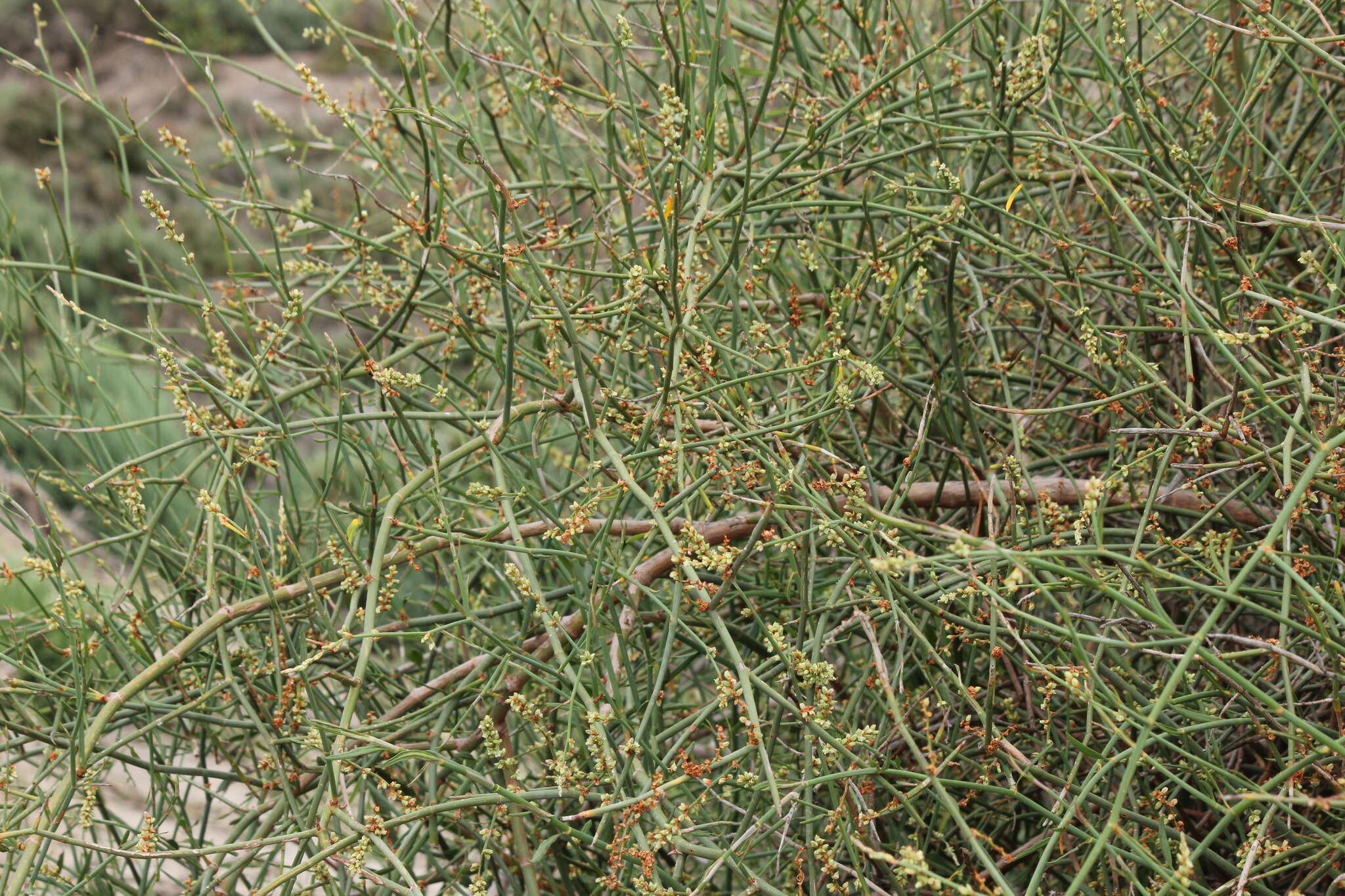 Слика од Duma florulenta (Meisn.) T. M. Schust.