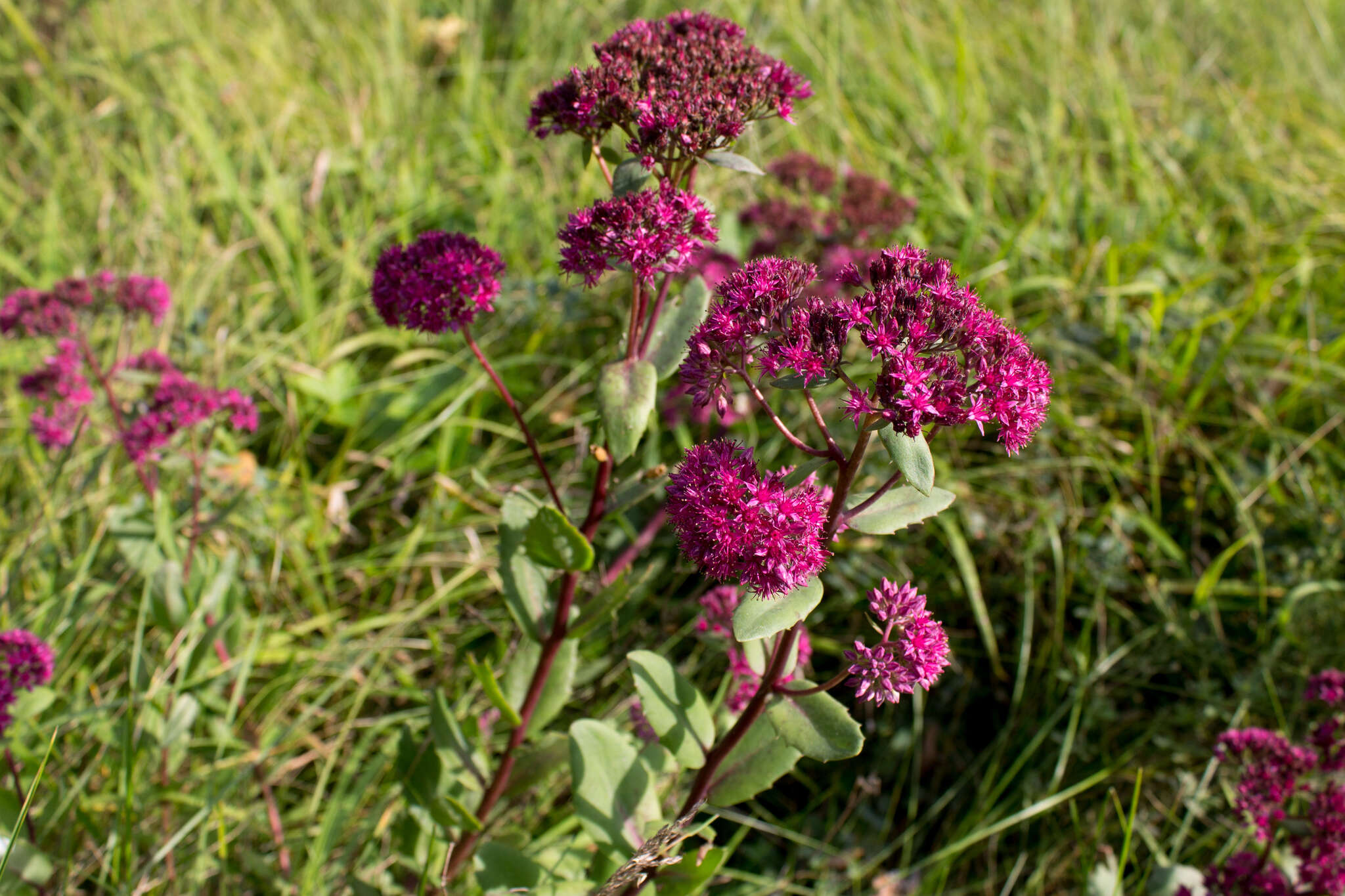 Hylotelephium telephium (L.) H. Ohba resmi